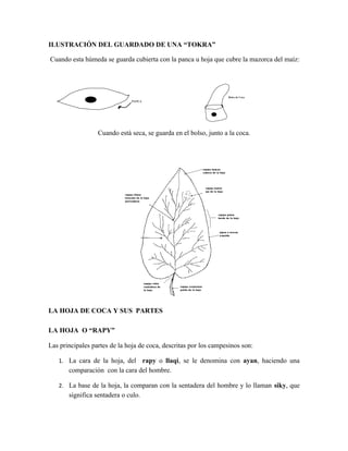 Breve informe de la coca