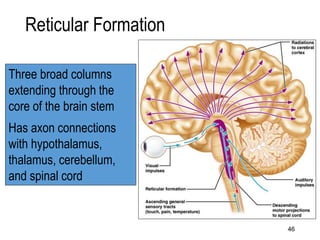 Breve Introducción a la NEUROANATOMÍA (1).pdf
