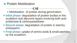  Protein Mobilization
 Mobilization of protein during germination
 Initial phase: degradation of protein bodies in the
scutellum and aleurone layers involving both acid
proteinase & carboxypeptidase.
 Second phase: degradation of protein in starchy
endosperm.
 Final phase: uptake of amino acids & small peptides
by the scutellum.
11
 