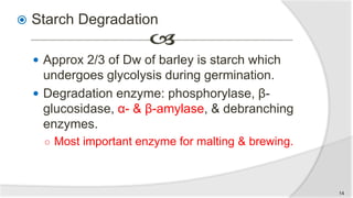  Starch Degradation
 Approx 2/3 of Dw of barley is starch which
undergoes glycolysis during germination.
 Degradation enzyme: phosphorylase, β-
glucosidase, α- & β-amylase, & debranching
enzymes.
○ Most important enzyme for malting & brewing.
14
 
