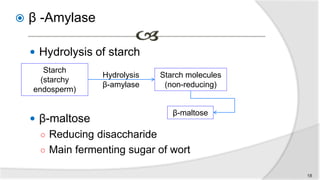  β -Amylase
 Hydrolysis of starch
 β-maltose
○ Reducing disaccharide
○ Main fermenting sugar of wort
Starch
(starchy
endosperm)
Starch molecules
(non-reducing)
Hydrolysis
β-amylase
β-maltose
18
 
