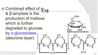  Combined effect of α-
& β-amylase is the
production of maltose
which is further
degraded to glucose
by α-glucosidase
(aleurone layer)
19
 