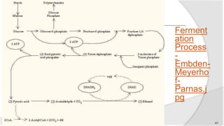 Ferment
ation
Process
-
Embden-
Meyerho
f-
Parnas.j
pg
41
 