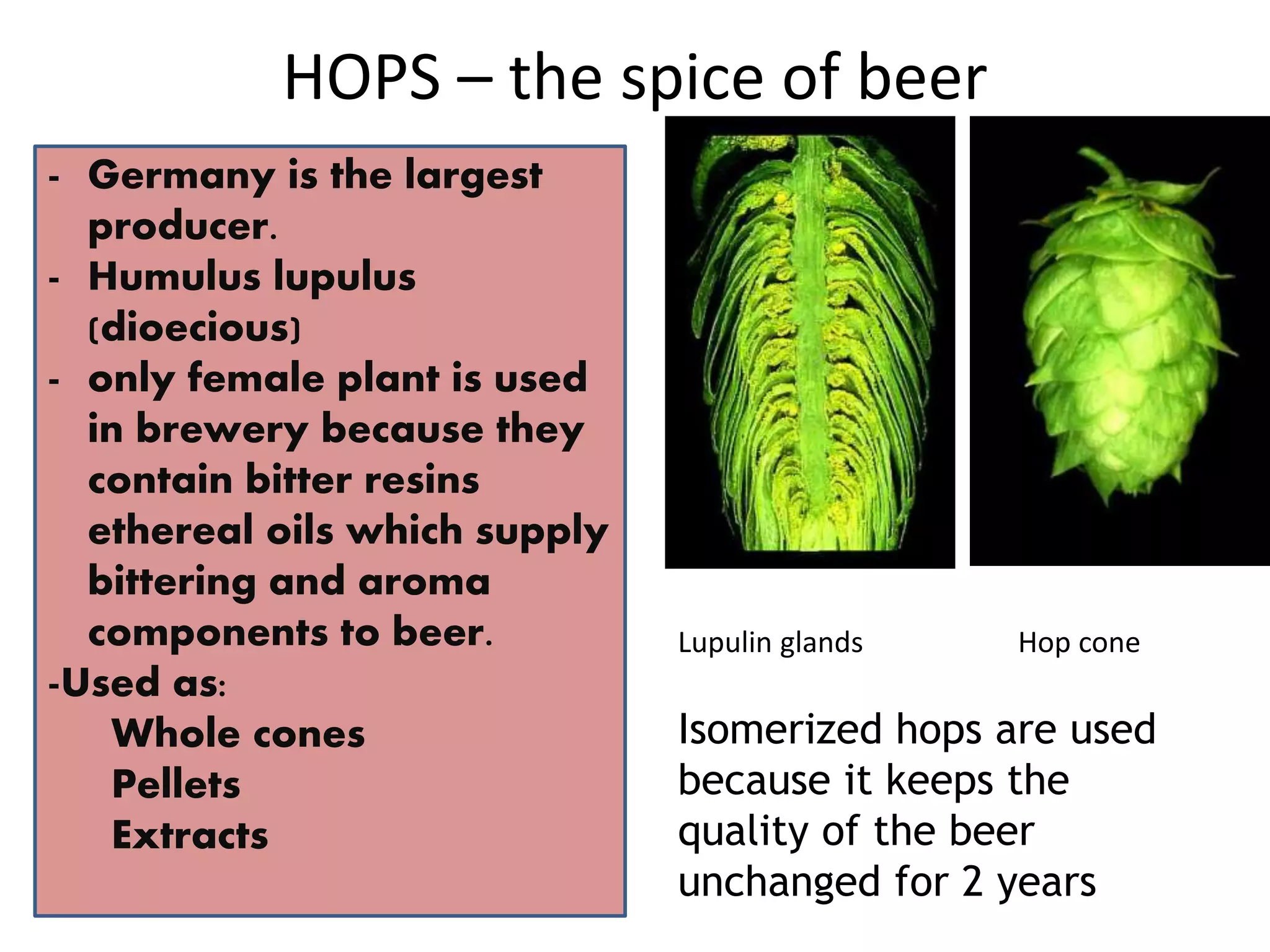 HOPS – the spice of beer
- Germany is the largest
producer.
- Humulus lupulus
(dioecious)
- only female plant is used
in brewery because they
contain bitter resins
ethereal oils which supply
bittering and aroma
components to beer.
-Used as:
Whole cones
Pellets
Extracts
Lupulin glands Hop cone
Isomerized hops are used
because it keeps the
quality of the beer
unchanged for 2 years
 