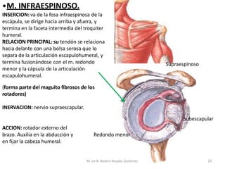 REGION ESCAPULAR TRAUMATOLOGIA Y ORTOPEDIA | PPTX