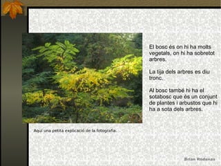 Brian Ródenas Aquí una petita explicació de la fotografia. El bosc El bosc és on hi ha molts vegetals, on hi ha sobretot arbres.  La tija dels arbres es diu tronc.  Al bosc també hi ha el sotabosc que és un conjunt de plantes i arbustos que hi ha a sota dels arbres.  