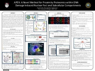 RESEARCH POSTER PRESENTATION DESIGN © 2012
www.PosterPresentations.com
ABSTRACT	
   METHODS	
   RESULTS	
  
FUTURE	
  WORK	
  
Brian	
  Covello,	
  Oliver	
  Appelbe,	
  Stephen	
  Kron	
  
The	
  University	
  of	
  Chicago,	
  IL	
  60637	
  USA	
  
APEX:	
  A	
  Novel	
  Method	
  for	
  Proximity	
  Proteomics	
  within	
  DNA	
  
Damage	
  Induced	
  Nuclear	
  Foci	
  and	
  Subcellular	
  Compartments	
  
APEX Background
² APEX is an ascorbate peroxidase that was initially used as an EM tag in
the H2O2 dependent polymerization of diaminobenzidine (Rhee, 2013)
² Capable of oxidizing phenol derivatives such as biotin-tyramide,
ultimately causing a phenol radical reaction with Trp, Tyr, His, and Cys
residues on nearby proteins (Rhee, 2013)
² Provides a novel mechanism for biotinylating proteins (Chapman-Smith,
1999)
² Fusion of APEX to proteins of interest allow insight into protein-protein
interactions
Advantages
"   Reaction takes place in less than 1 millisecond, a short range for
biotinylation (Rhee, 2013)
"   Active in all cellular compartments, unlike horse radish peroxidase
(Howarth, 2008)
"   Allows for “proximity-dependent” proteomics, with a biotinylating
radius of approximately 20 nm (Rhee, 2013)
"   Allows for investigation of weak or transient interactions
"   Process can be regulated through H2O2 or biotin-tyramide concentration
Disadvantages
"   False negatives (low cellular protein concentration)
"   Specificity
"   Various histones bind streptavidin giving false positives (Roux, 2008)
Novel proteomic methods are providing enhanced insight into protein
protein interactions. One such novel method is based off APEX, an
ascorbate peroxidase responsible for catalyzing a reaction that leads to
biotinylation of nearby proteins (Rhee, 2013). Unlike other conventional
proteomic methods, APEX technology allows for investigation of insoluble
proteins, weak or transient interactions, and non-direct interactors, as
biotinylation of proteins occurs within a 20 nanometer radius (Rhee, 2013).
This experiment sought to test the functionality and validity of APEX
technology, to create an APEX template vector, and to fuse APEX to
53BP1 and RAD51 for the purpose of conducting proteomic analysis on
these critical DNA damage response proteins. Validity of APEX was tested
by targeting APEX to the mitochondria of MCF7 cells. Results indicate
successful expression and functionality of mitochondria-APEX.
Additionally, a novel gene construct, pTRIO-V5-APEX-53BP1 was
engineered. This initial investigation provides a strong basis for conducting
proteomic mapping of subcellular compartments and interactome analysis
of the DNA damage response pathway.
CONCLUSIONS	
  
ACKNOWLEDGEMENTS	
  
ü  Mito-APEX successfully expressed in MCF7 cells transfected with
pcDNA3-mito-APEX
ü  APEX expression unaffected by biotin-tyramide and hydrogen peroxide
concentrations
ü  60 and 80 kDa biotinylated bands previously reported as evidence for
APEX functionality were present in all lanes, control and experimental
ü  Mito-APEX biotinylates proteins within mitochondria
ü  Biotinylation is up-regulated by increasing concentration of biotin-
tyramide
ü  pTRIO-V5-APEX template successfully engineered
ü  pTRIO-V5-APEX-53BP1 successfully engineered
»  α-V5-HRP à APEX expression
»  No APEX expression in untransfected MCF7 cells, lanes 1-4
»  APEX expression in all transfected MCF7 cells, lanes 5-10
»  APEX expression is not affected by different combinations of biotin-
tyramide or H2O2
•  Stephen Kron and Oliver Appelbe for mentorship and guidance
•  Andy Truman for cloning assistance
•  This project was funded by the National Science Foundation Molecular
Genetics Cellular Biology REU at the University of Chicago
APEX Technology & Reaction Conditions
Targeting APEX to the Mitochondria
①  Transient transfection
of MCF7 cells with
construct of interest
using FuGENE HD for
24 hours
②  30 minute incubation
with 1x (500µM)
biotin-tyramide
③  Catalyze reaction with
3µM H2 O2 for 1
minute
④  Quench reaction with
antioxidants (trolox,
sodium azide, sodium
ascorbate)
REFERENCES	
  
APEX Expression
Figure 11 (Previous research conducted by Rhee et al, 2013)
»  Initial success of mito-APEX was explained with streptavidin-HRP
staining of biotinylated protein bands at 60 and 80 kDa as indicated with
arrows
Figure 12 (Results from our research)
$  Biotinylated proteins at 60 and 80 kDa appearing in all lanes control and
experimental
$  Significantly stronger staining with streptavidin-HRP occurs as the
concentration of biotin-tyramide is progressively increased throughout
lanes 8-10, 2x = 1mM biotin-tyramide, 5x = 2.5 mM biotin-tyramide
$  Several protein bands appear in the experimental lanes 8-10 between
80-175 kDa and 50 kDa. These proteins bands are apparent only in lanes
where mito-APEX is transfected and all the necessary components for
the APEX reaction (biotin-tyramide and hydrogen peroxide) are present.
APEX-induced Biotinylation
q Mapping of subcellular proteins through mass spectrometry
q Construction of pTRIO-V5-APEX-RAD51
q Experimentation with Constructs B in figure 7 as reported with
construct A
q Stable expression of Constructs A and B in figure 7 through lentiviral
transfection
q Proximity-dependent proteomic experiments using APEX technology in
pre-senescent and senescent cells
q Enhancing APEX technology for utilization in cell-cycle specific phases
q Elucidation of DNA damage response pathway through interactome
analysis
1. K. J. Roux, D. I. Kim, M. Raida, B. Burke, A promiscuous biotin ligase fusion
protein identifies proximal and interacting proteins in mammalian cells. J. Cell Biol.
196, 801 (2012).
2. M. Howarth, A. Y. Ting, Imaging proteins in live mammalian cells with biotin
ligase and monovalent streptavidin. Nat. Protoc. 3, 534 (2008).
3. A. Chapman-Smith, J. E. Cronan Jr., In vivo enzymatic protein biotinylation.
Biomol. Eng. 16, 119 (1999).
4. H. Rhee, A.Y. Ting, Proteomic Mapping of Mitochondria in Living Cells via
Spatially-Restricted Enzymatic Tagging. Science. 78, 1126 (2013).
5. I. Matsumura., Overlap extension PCR cloning: a simple and reliable way to create
recombinant plasmids. Biotechniques. 48, 6 (2010).
6. V. Tembe., Protein Trafficking in DNA Damage. Cell Signaling. 19, 2 (2007)
7. R.A. Greenberg., Histone Tails: Directing the chromatin response to DNA damage.
FEBS Letters. 585, (2011).
Fig 1
Fig 2
Fig 3 Fig 4
Fig 5
Fig 6
Fig 10
Genetic Constructs
A.  Validate functioning of APEX by demonstrating expression and
biotinylation of APEX targeted to mitochondria
B.  Create pTRIO-V5-APEX template for future use of creating fusion
proteins
C.  Fuse APEX to 53BP1 and RAD51 to conduct interactome analysis of
proteins critical to the DNA damage response pathway
Ø  V5 à Epitope Tag (α-V5-HRP detects APEX Expression)
Ø Mito à Mitochondrial localization signal
Ø Tet0Reg à Doxycycline inducible region
Ø 53BP1 à Truncated mRNA with IRIF foci signal
Ø RAD51 à cDNA
Fig 13
(Rhee, 2013)
Fig 11 Fig 12
(Rhee, 2013)
DIRECTIVES	
  
Picture courtesy of Tom Ellenberger at Washington University. Depicted is
the initial stages of protein recruitment to a DNA double stranded break.
Fusion of APEX to DNA repair proteins helps elucidate repair pathways.
Targeting APEX to DNA Damaged Foci
§  A	
  =	
  pcDNA3-­‐mito-­‐APEX	
  
§  B	
  =	
  pTRIO-­‐V5-­‐APEX-­‐53BP1	
  
§  C	
  =	
  pTRIO-­‐V5-­‐APEX-­‐RAD51	
  
MCF7 (ATCC) MCF7 (53BP1)
α-v5 mitotracker DAPI Merge α-v5 mitotracker DAPI Merge
Immunofluorescence Microscopy
→  Green = α-v5 with α-mouse AlexaFluor 488 (APEX expression)
→ Red = Mitotracker CMXRos with emission of 599 nm (Mitochondria)
→ Blue = DAPI with Emission of 461 nm (Nucleus)
→ Yellow = Overlap of APEX expression and mitochondria
Fig 9
Fig 7
Fig 8
(Tembe, 2007)
(Greenberg, 2011))
 
