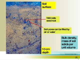 Soil surface Soil pores can be filled by air or water Bulk density, mass of soil solids per unit volume 10 cm depth Wild oats seed root 