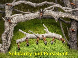 Solidarity and Persistent
 