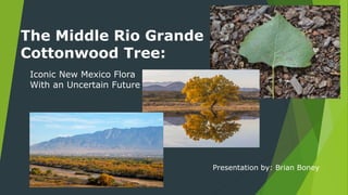 The Middle Rio Grande
Cottonwood Tree:
Iconic New Mexico Flora
With an Uncertain Future
Presentation by: Brian Boney
 