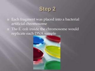  Each fragment was placed into a bacterial
artificial chromosome
The E. coli inside the chromosome would
replicate each DNA sample