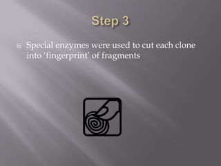  Special enzymes were used to cut each clone
into ‘fingerprint’ of fragments