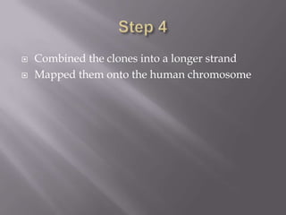    Combined the clones into a longer strand
   Mapped them onto the human chromosome
 