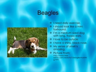 Beagles I need daily exercise. I should look like a mini foxhound. I’m a medium sized dog with long, floppy ears. I love to be outside. I have a shiny, black nose. My sense of smell is amazing. Picture From: http://www.free-extras.com/search/1/beagles+running.htm 