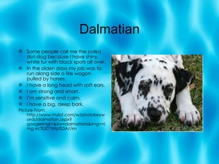 Dalmatian Some people call me the polka dot-dog because I have shiny, white fur with black spots all over. In the olden days my job was to run along side a fire wagon pulled by horses. I have a long head with soft ears. I am strong and smart. I’m sensitive and calm. I have a big, deep bark. Picture From: http://www.mylot.com/w/photokeywords/dalmatian.aspx?googleimgr=&kw=dalmatians&img=<img src%3D"http%3A//im 