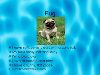 Pug I have soft, velvety ears with a curly tail. My fur is really soft and shiny. I’m a big clown. I love to cuddle and play. I have a funny, flat place. www.breederretreiver.com/ 