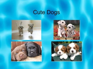Cute Dogs 