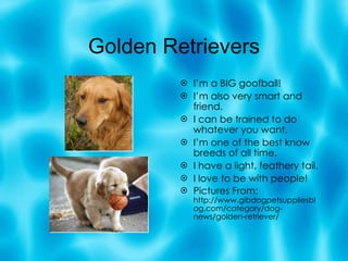 Golden Retrievers I’m a BIG goofball! I’m also very smart and friend. I can be trained to do whatever you want. I’m one of the best know breeds of all time. I have a light, feathery tail. I love to be with people! Pictures From: http://www.gibdogpetsuppliesblog.com/category/dog-news/golden-retriever/ 