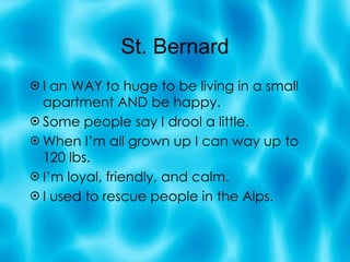 St. Bernard I an WAY to huge to be living in a small apartment AND be happy. Some people say I drool a little. When I’m all grown up I can way up to 120 lbs. I’m loyal, friendly, and calm. I used to rescue people in the Alps. 