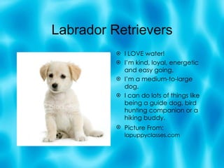 Labrador Retrievers I LOVE water! I’m kind, loyal, energetic and easy going. I’m a medium-to-large dog. I can do lots of things like being a guide dog, bird hunting companion or a hiking buddy. Picture From:   lapuppyclasses.com 