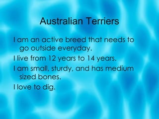 Australian Terriers I am an active breed that needs to go outside everyday. I live from 12 years to 14 years. I am small, sturdy, and has medium sized bones. I love to dig. 