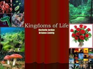 Kingdoms of Life Rochelle Jordan Brianne Lindvig 
