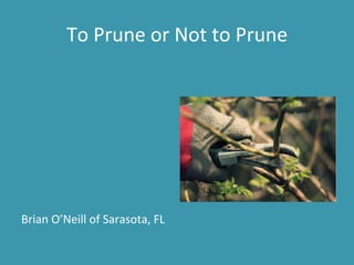 To 
Prune 
or 
Not 
to 
Prune 
Brian 
O’Neill 
of 
Sarasota, 
FL 
 