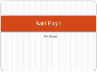 by Brian
Bald Eagle
 