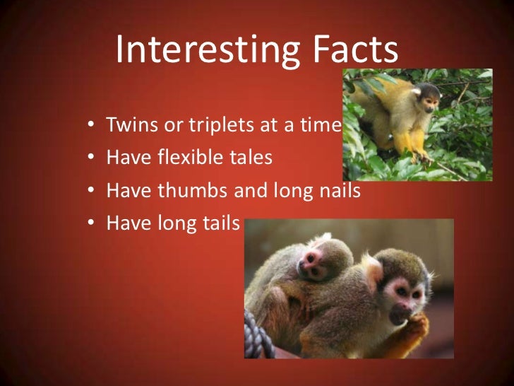 Brian - Squirrel monkeys