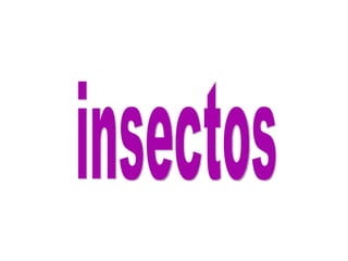 insectos 