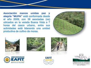 Asociación manos unidas paz y alegría “MUPA” está conformada desde el año 2009, con 36 asociadas (os) ubicados en la vereda Buena Vista a 7 horas del casco urbano, entre sus actividades está liderando una unidad productiva de cultivo de moras. 