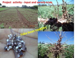 ARARI report on N2Africa Bridging Year Progress in Ethiopia (2013) 