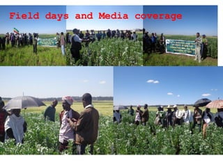 ARARI report on N2Africa Bridging Year Progress in Ethiopia (2013) 