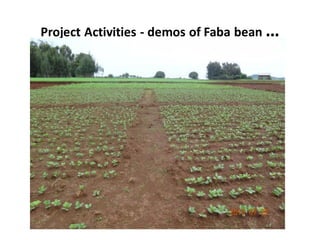 ARARI report on N2Africa Bridging Year Progress in Ethiopia (2013) 