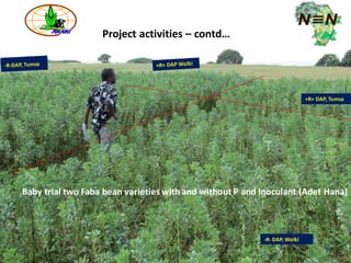 ARARI report on N2Africa Bridging Year Progress in Ethiopia (2013) 