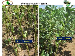 ARARI report on N2Africa Bridging Year Progress in Ethiopia (2013) 