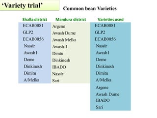 EIAR progress report on N2Africa bridging year in Ethiopia (2013)