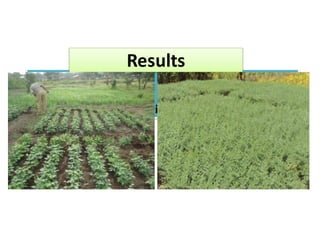 EIAR progress report on N2Africa bridging year in Ethiopia (2013)