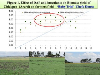 EIAR progress report on N2Africa bridging year in Ethiopia (2013)