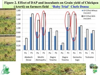 EIAR progress report on N2Africa bridging year in Ethiopia (2013)