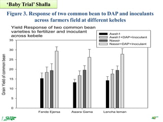 EIAR progress report on N2Africa bridging year in Ethiopia (2013)