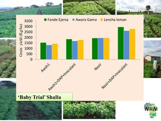 EIAR progress report on N2Africa bridging year in Ethiopia (2013)
