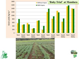 EIAR progress report on N2Africa bridging year in Ethiopia (2013)