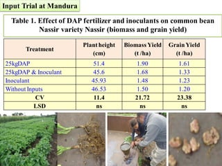 EIAR progress report on N2Africa bridging year in Ethiopia (2013)