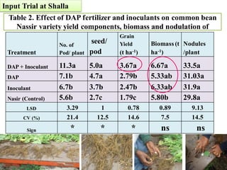 EIAR progress report on N2Africa bridging year in Ethiopia (2013)