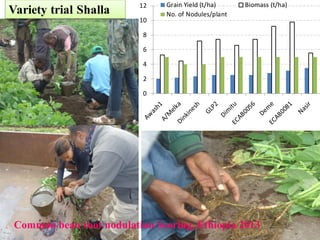 EIAR progress report on N2Africa bridging year in Ethiopia (2013)