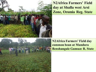 EIAR progress report on N2Africa bridging year in Ethiopia (2013)