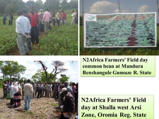 EIAR progress report on N2Africa bridging year in Ethiopia (2013)