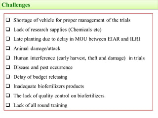 EIAR progress report on N2Africa bridging year in Ethiopia (2013)