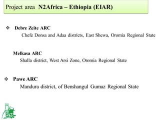 EIAR progress report on N2Africa bridging year in Ethiopia (2013)